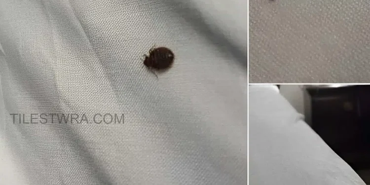 Αν βρείτε αuτό μέσα στο σπίτι σας, να τι πρέπει να γνωρίζετε