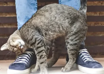 Η γάτα μου τρίβεται και ξύνεται πάνω μου – Τι σημαίνει αυτό