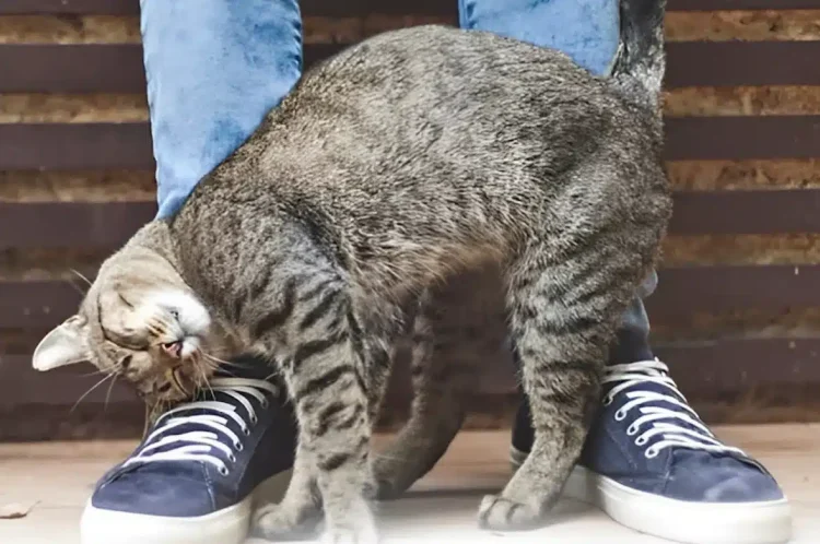 Η γάτα μου τρίβεται και ξύνεται πάνω μου – Τι σημαίνει αυτό