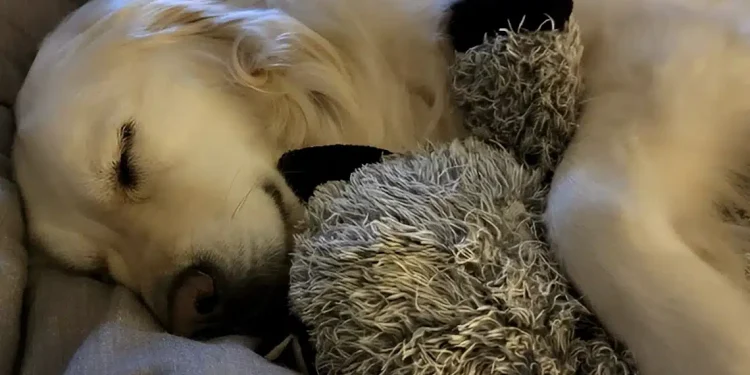 Άνθρωποι που κοιμούνται στο ίδιο κρεβάτι με τα κατοικίδιά τους εμφανίζουν 7 χαρακτηριστικά