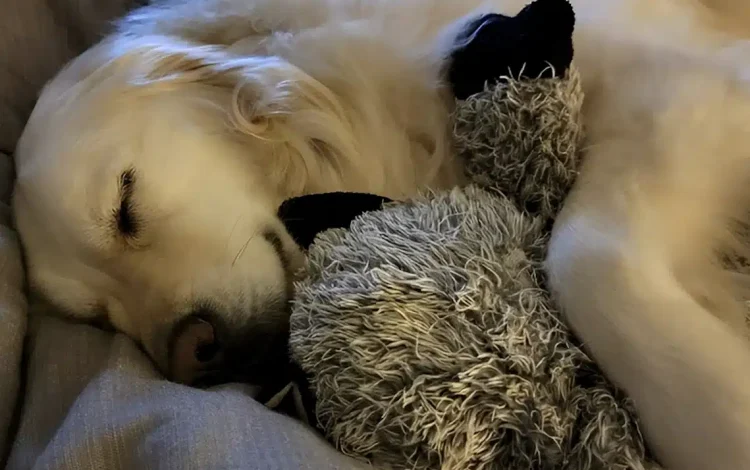 Άνθρωποι που κοιμούνται στο ίδιο κρεβάτι με τα κατοικίδιά τους εμφανίζουν 7 χαρακτηριστικά