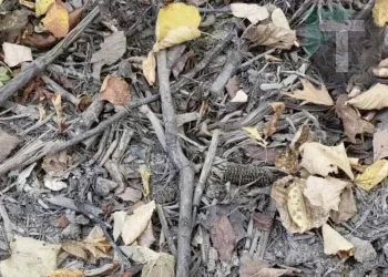 Μου πήρε 3 δευτερόλεπτα για να βρω το φίδι, εσένα;