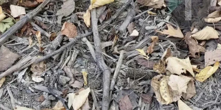 Μου πήρε 3 δευτερόλεπτα για να βρω το φίδι, εσένα;