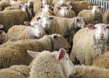 Κτηνοτρόφος πέθανε επειδή του θανάτωσαν τα 30 πρόβατά του λόγω ευλογιάς