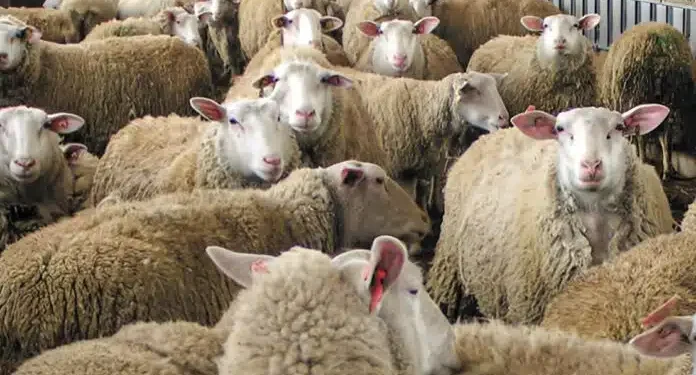 Κτηνοτρόφος πέθανε επειδή του θανάτωσαν τα 30 πρόβατά του λόγω ευλογιάς