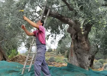 Μέχρι 90-100 ευρώ μεροκάματο ζητάνε για το μάζεμα της ελιάς