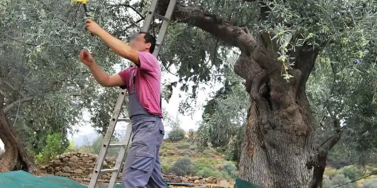 Μέχρι 90-100 ευρώ μεροκάματο ζητάνε για το μάζεμα της ελιάς