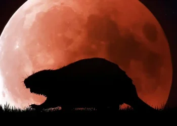 Έρχεται η «πανσέληνος του κάστορα» – Ορατή στον νυχτερινό ουρανό