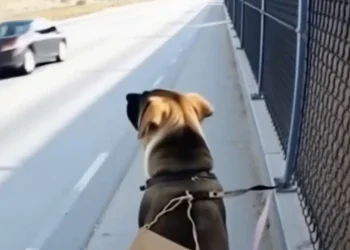 Νόμιζε πως ήταν απλώς ένα αδέσποτο σκυλί δεμένο σ’ έναν φράχτη σ’ έναν έρημο δρόμο — αλλά όταν άνοιξε τον φάκελο γύρω από τον λαιμό του, τα λόγια μέσα του πάγωσαν το αίμα του: «Με θυμάσαι;»