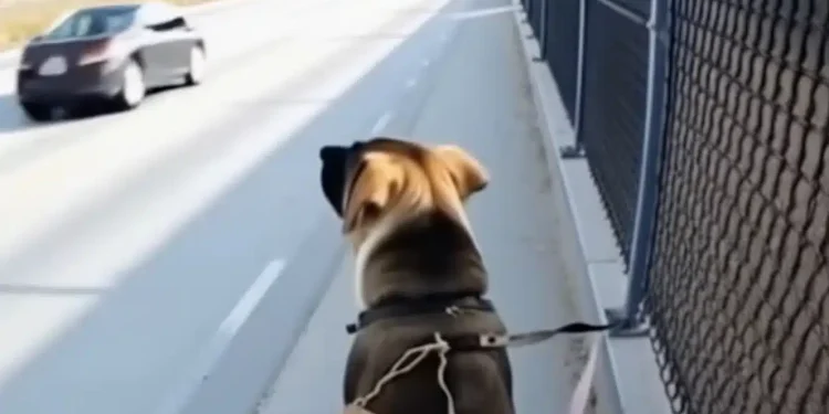 Νόμιζε πως ήταν απλώς ένα αδέσποτο σκυλί δεμένο σ’ έναν φράχτη σ’ έναν έρημο δρόμο — αλλά όταν άνοιξε τον φάκελο γύρω από τον λαιμό του, τα λόγια μέσα του πάγωσαν το αίμα του: «Με θυμάσαι;»