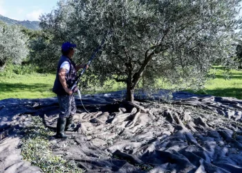 «Βόμβα» για όσους έχουν ελιές στην Ελλάδα, ακόμη και αν δεν τις μαζεύουν ή δεν βγάζουν λάδι – Πρέπει να κάνουν 1 πράγμα αλλιώς πληρώνουν