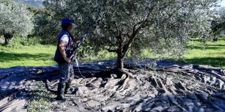 «Βόμβα» για όσους έχουν ελιές στην Ελλάδα, ακόμη και αν δεν τις μαζεύουν ή δεν βγάζουν λάδι – Πρέπει να κάνουν 1 πράγμα αλλιώς πληρώνουν