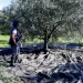 «Βόμβα» για όσους έχουν ελιές στην Ελλάδα, ακόμη και αν δεν τις μαζεύουν ή δεν βγάζουν λάδι – Πρέπει να κάνουν 1 πράγμα αλλιώς πληρώνουν