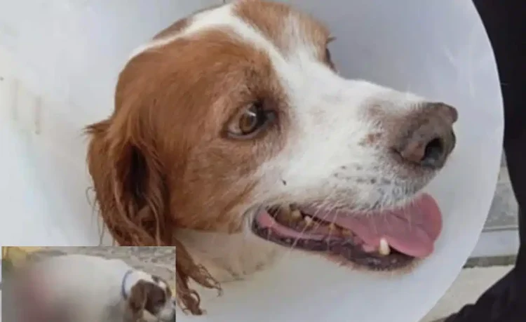 Ηλεία: Σώθηκε και νοσηλεύεται εκτός κινδύνου ο σκύλος που υπέστη βάναυση κακοποίηση