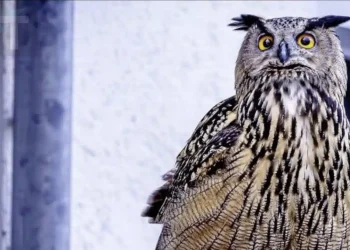 Έχετε σκεφτεί ποτέ τι σημαίνει όταν μια κουκουβάγια βρίσκεται κοντά σας;