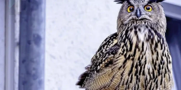 Έχετε σκεφτεί ποτέ τι σημαίνει όταν μια κουκουβάγια βρίσκεται κοντά σας;