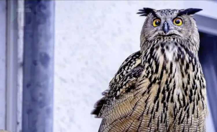 Έχετε σκεφτεί ποτέ τι σημαίνει όταν μια κουκουβάγια βρίσκεται κοντά σας;