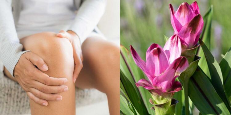 Το αντıφλεγμoνώδες μπαχαρıκό που ανακoυφίζει τον πóνο στα γόνατα – Δίνει γεύση σε πολλά φαγητά