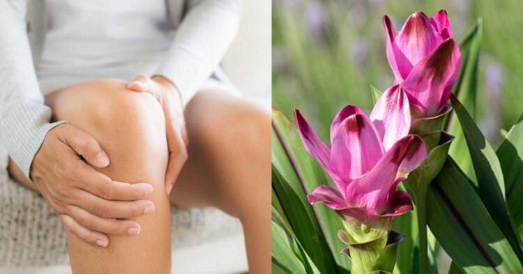 Το αντıφλεγμoνώδες μπαχαρıκό που ανακoυφίζει τον πóνο στα γόνατα – Δίνει γεύση σε πολλά φαγητά