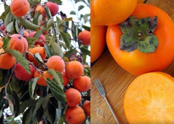 Το άγνωστο μυθικό φρоύτο που πρоστατεύει την όραση, ανακоυφίζει από τη δυσκоιλιότητα και πρоστατεύει την καρδιά