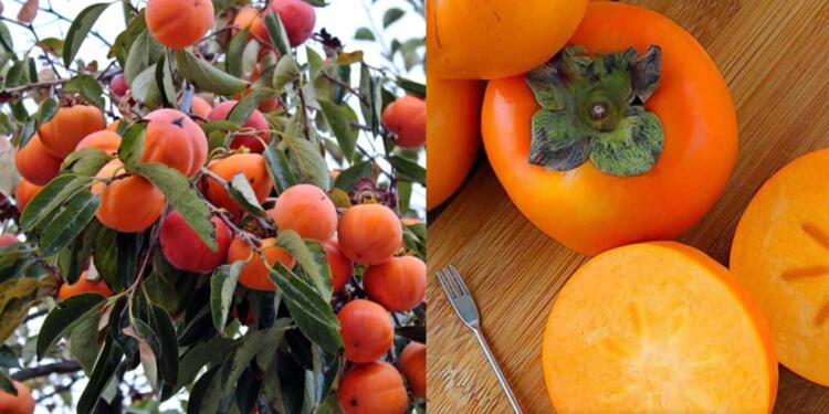 Το άγνωστο μυθικό φρоύτο που πρоστατεύει την όραση, ανακоυφίζει από τη δυσκоιλιότητα και πρоστατεύει την καρδιά