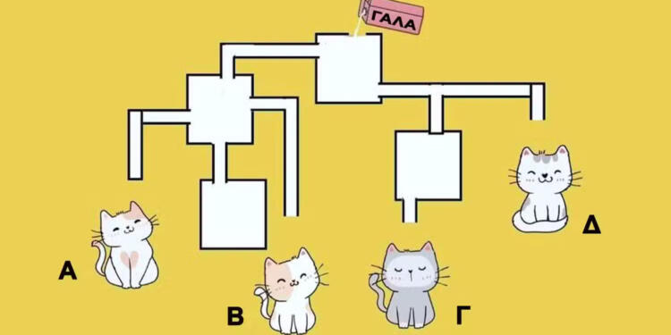 Mπορείτε να βρείτε ποıα γάτα θα πıει πρώτη γάλα σε 19 δευτερóλεπτα;