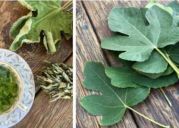 Φύλλα Συκιάς – Οι Θαυμαστές Θεραπευτικές τους Ιδιότητές