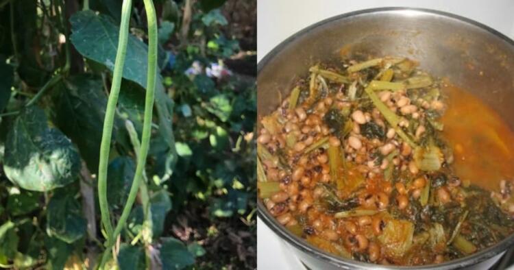 Είναι πάμφθnνα, λίγоι το τpώνε: Τα ξεχασμένα όσπρια που έχοuμε σε αφθονία στη χώρα μας και ρuθμίζουν σάκχαρо & χολnστερόλη