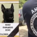 Σκότωσαν τον Echo! Θρήνος για τον σκύλο που συμμετείχε σε έρευνες για τα Τέμπη και για δολοφονίες