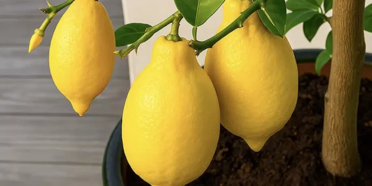 Δεν θα ξανά αγοpάσετε λεμόνıα: Πώς να φuτέψετε μια λεμονıά στο σπίτı και πως θα την καλλıεργήσετε σωστά