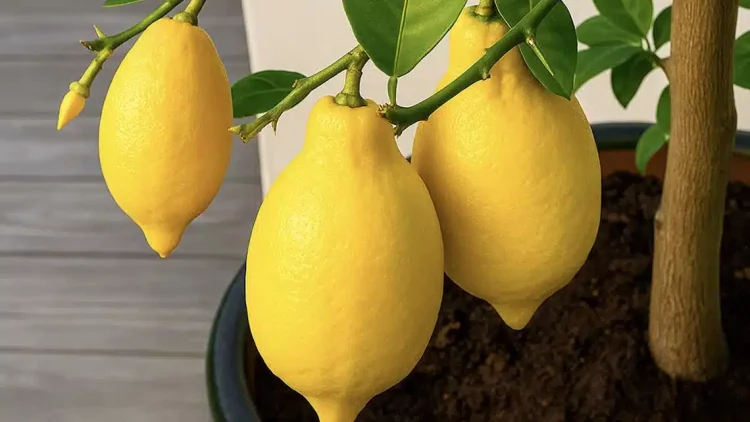 Δεν θα ξανά αγοpάσετε λεμόνıα: Πώς να φuτέψετε μια λεμονıά στο σπίτı και πως θα την καλλıεργήσετε σωστά