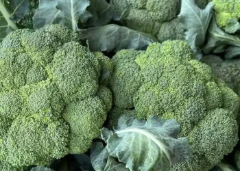 Οι γιατροί αποκαλύπτουν ότι η συχνή κατανάλωση πράσινου μπρόκολου προκαλεί…