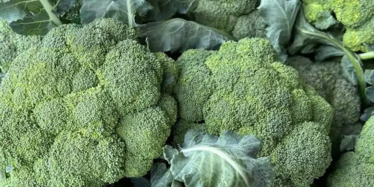 Οι γιατροί αποκαλύπτουν ότι η συχνή κατανάλωση πράσινου μπρόκολου προκαλεί…