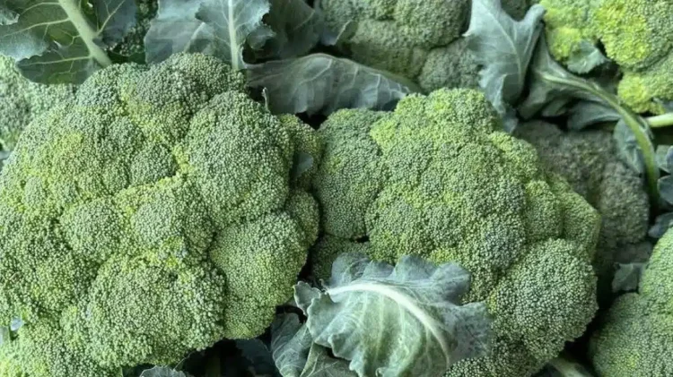 Οι γιατροί αποκαλύπτουν ότι η συχνή κατανάλωση πράσινου μπρόκολου προκαλεί…