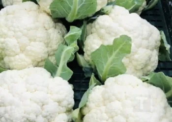 Γιατροί αποκαλύπτουν ότι η κατανάλωση κουνουπιδιού προκαλεί…