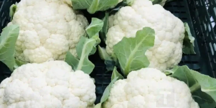 Γιατροί αποκαλύπτουν ότι η κατανάλωση κουνουπιδιού προκαλεί…