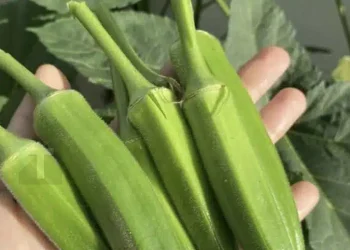 Οι γιατροί αποκαλύπτουν ότι η κατανάλωση μπαμιών προκαλεί…