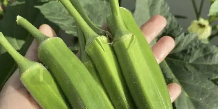 Οι γιατροί αποκαλύπτουν ότι η κατανάλωση μπαμιών προκαλεί…