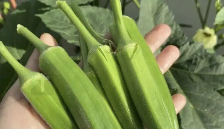 Οι γιατροί αποκαλύπτουν ότι η κατανάλωση μπαμιών προκαλεί…