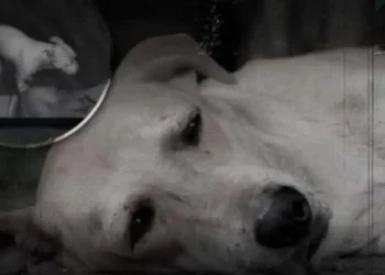 Αυτό που κάνει ένας σκύλος πριν πεθάνει θα σου ραγίσει την καρδιά