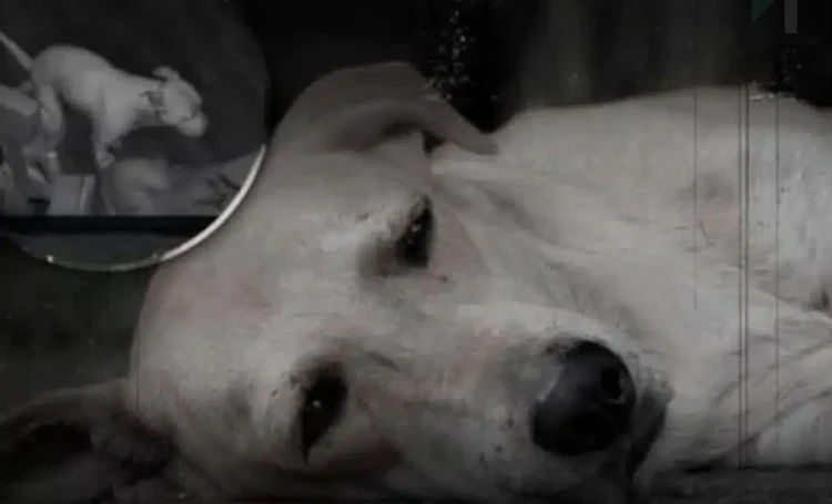 Αυτό που κάνει ένας σκύλος πριν πεθάνει θα σου ραγίσει την καρδιά