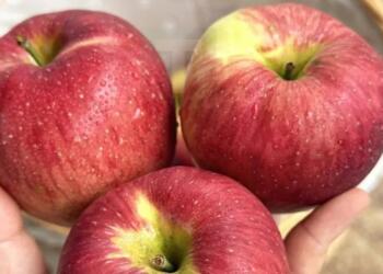 Οι γιατροί αποκαλύπτουν ότι η κατανάλωση μήλων προκαλεί…