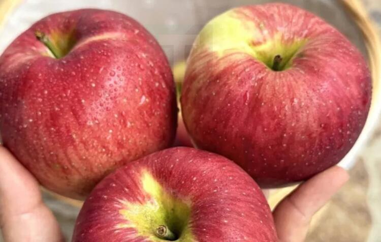 Οι γιατροί αποκαλύπτουν ότι η κατανάλωση μήλων προκαλεί…