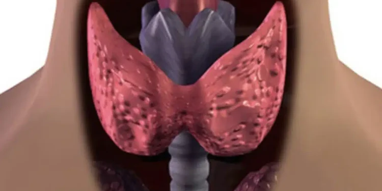 Τον τρως και… δυναμώνεις: Ο εξωτικός καρπός που λατρεύει ο θυρεοειδής – Προστατεύει την καρδιά και «ξυπνά» το μυαλό