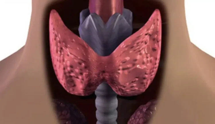 Τον τρως και… δυναμώνεις: Ο εξωτικός καρπός που λατρεύει ο θυρεοειδής – Προστατεύει την καρδιά και «ξυπνά» το μυαλό