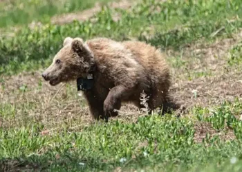 Σοκ στη Δράμα: Σκότωσαν με τον πιο άκαρδο και φριχτό τρόπο νεαρή αρκουδίτσα