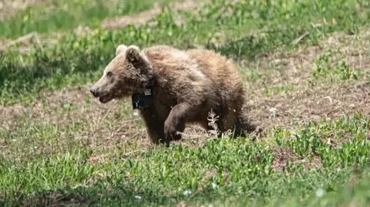 Σοκ στη Δράμα: Σκότωσαν με τον πιο άκαρδο και φριχτό τρόπο νεαρή αρκουδίτσα