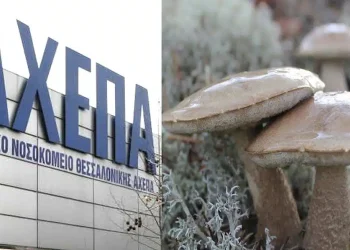 Ζευγάρι έφαγε μανιτάρια και νοσηλεύεται σε κρίσιμη κατάσταση – Αγώνας δρόμου για να βρεθούν μοσχεύματα