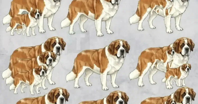 Τέσταρε την όρασή σας – Πόσα σκυλιά υπάρχουν;