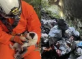 Νέα κτηνωδία-σοκ στην Ελλαδα: Πέταξαν κουτάβια σε γκρεμό 20 μέτρων, σώθηκε ένα που προστάτεψαν σακούλες σκουπιδιών